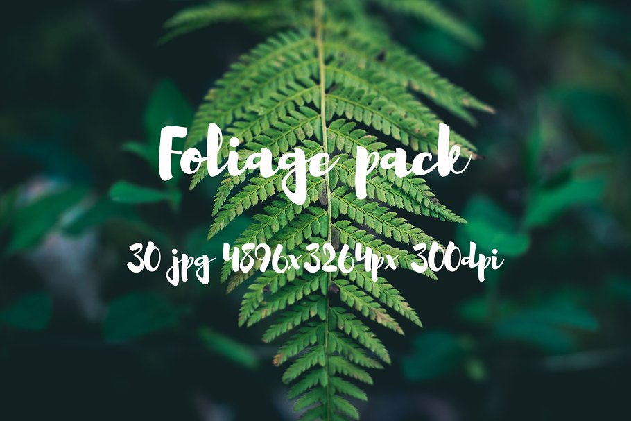高清蕨类植物照片素材 Foliage Photo Pack插图(15)