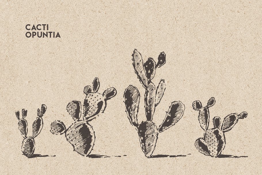 仙人掌素描风格设计素材 Big cacti bundle, sketch style插图(1)