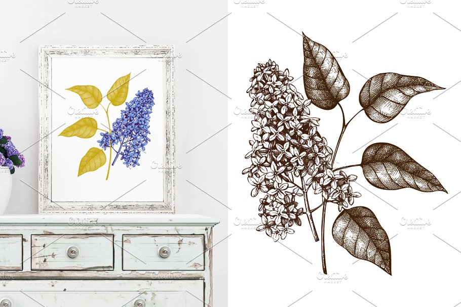 矢量淡紫色植物花卉插图集 Vector Lilac Illustrations Set插图(1)