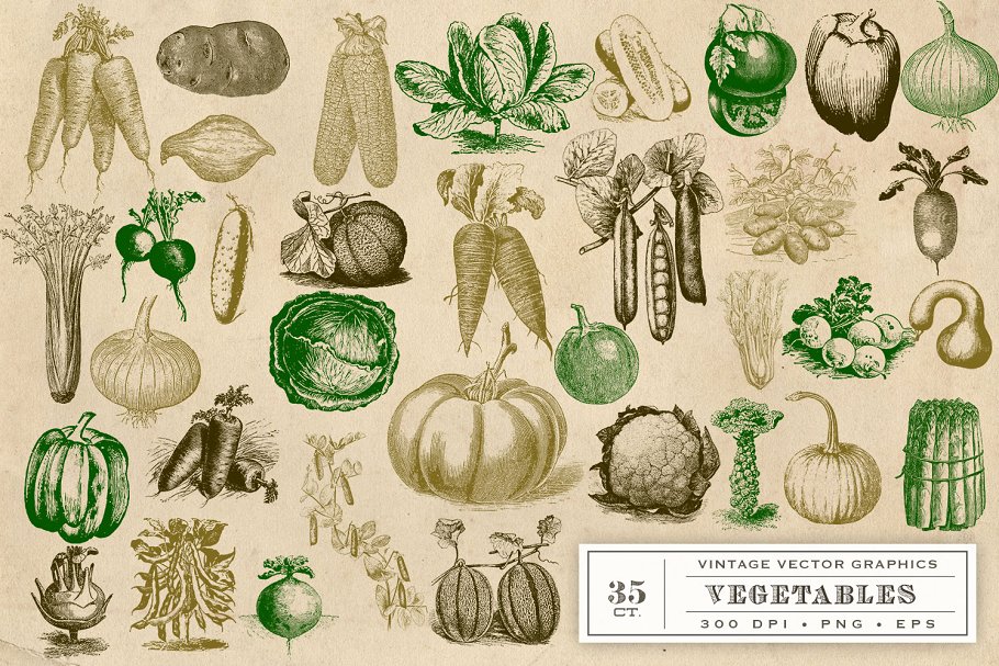 复古原始蔬菜植物矢量插图 Vintage Vegetable Garden Graphics插图2