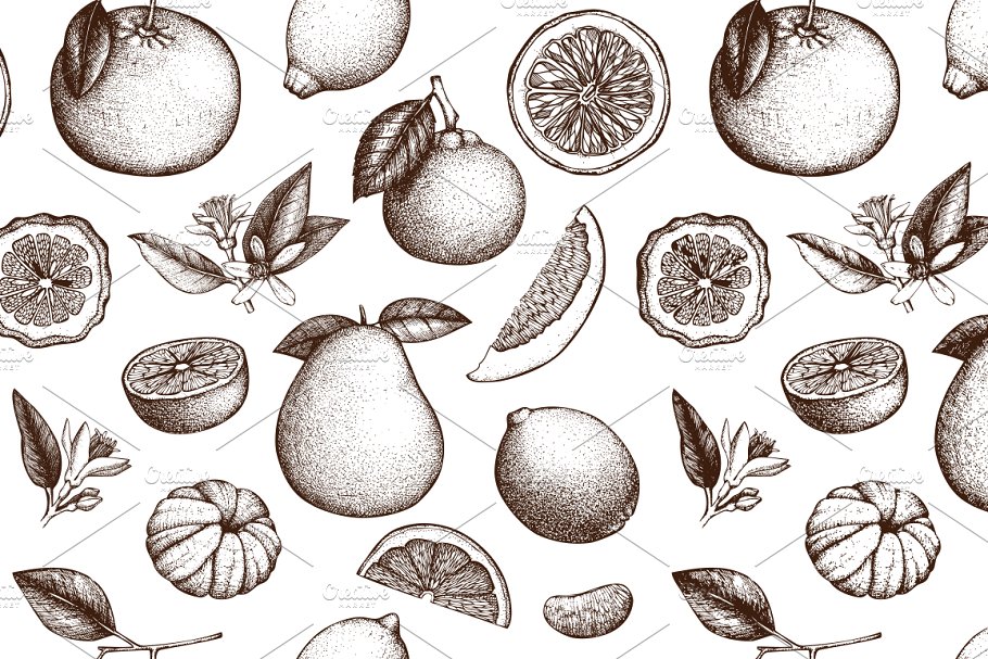 柑桔和植物矢量插画 Vector Citrus Fruits & Plants Set插图2