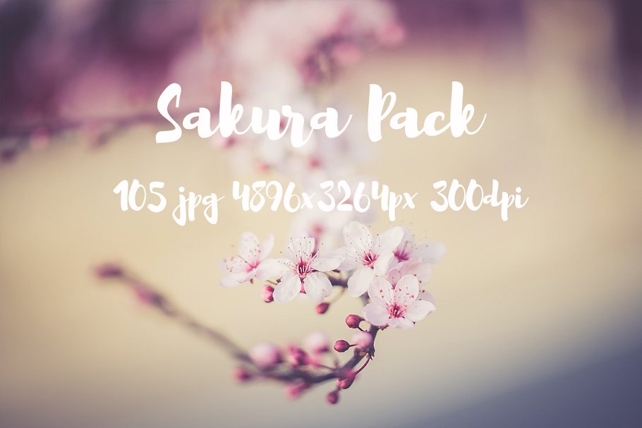 樱花特写高清照片合集 Sakura photo Pack插图14