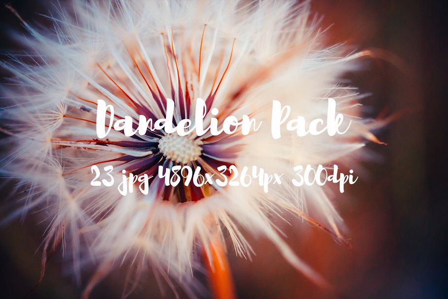 蒲公英特写镜头高清照片素材 Dandelion Pack photo pack插图(4)
