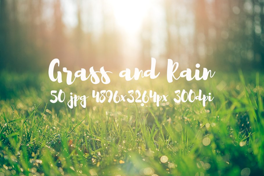 草与雨主题高清照片素材 Grass and rain photo pack插图(9)