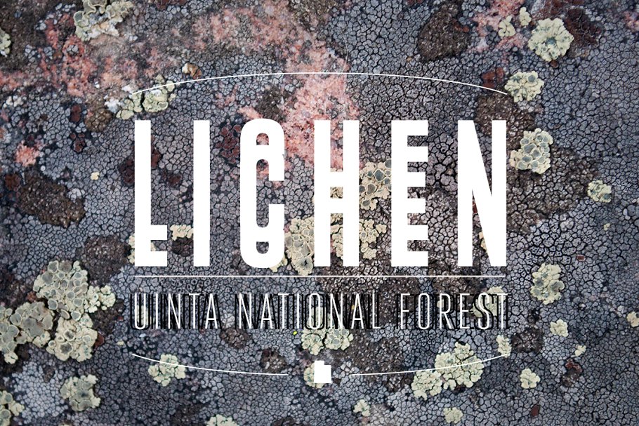 36款地衣苔藓实景纹理 36 Lichen Textures插图2