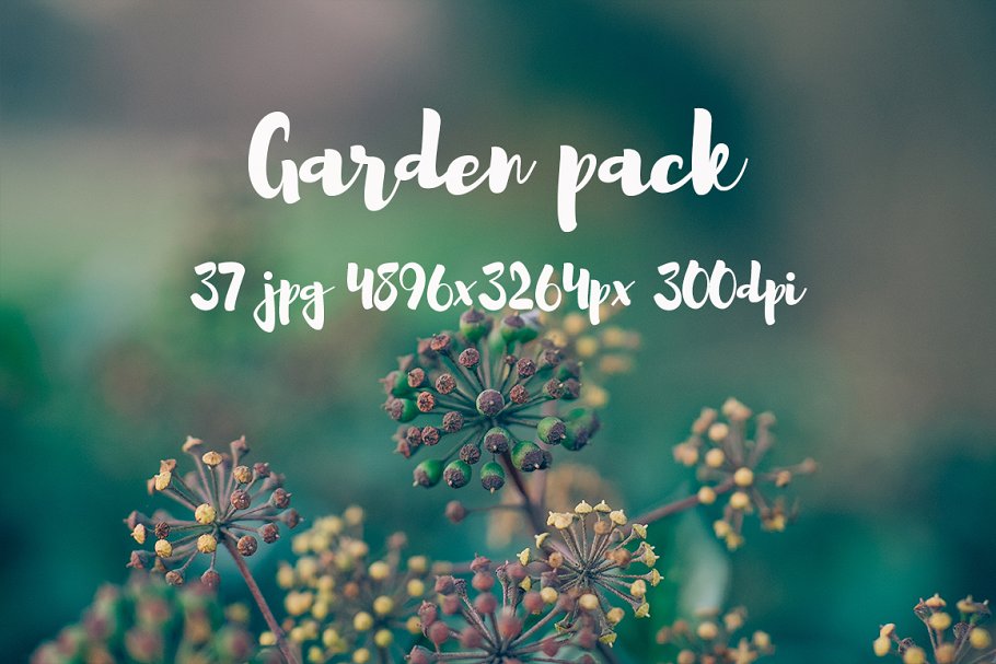 花园花卉植物高清照片素材 Garden photo Pack III插图14