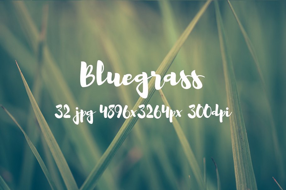 高清绿草照片素材合集 Bluegrass photo pack插图12
