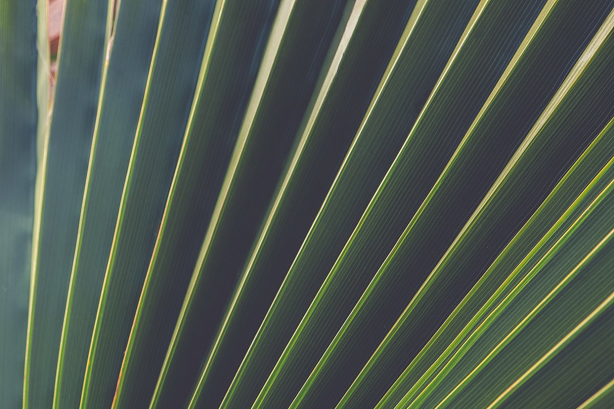 热带植物棕榈叶纹理背景插图6