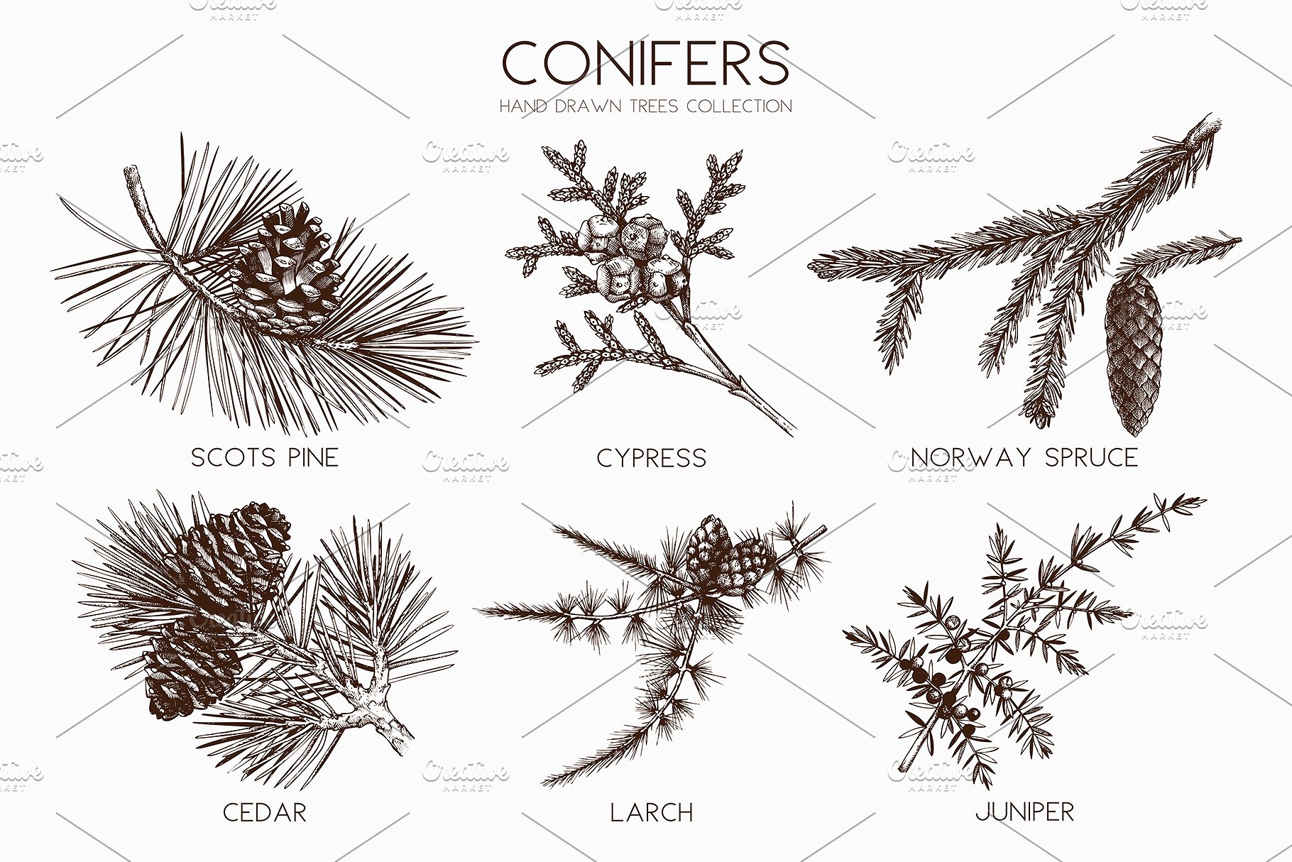 矢量针叶树图形素材集 Vector Conifer Trees Collection插图(2)