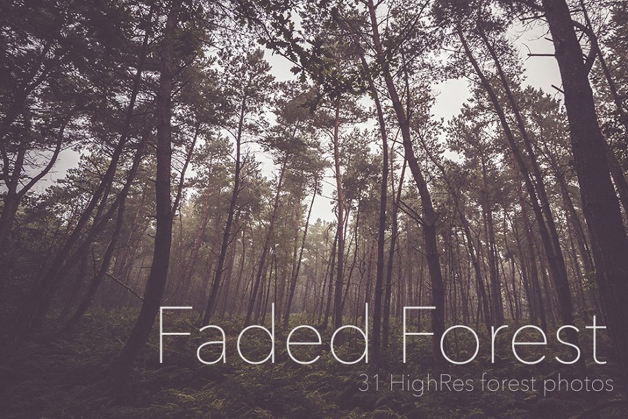 褪色秋天森林高清照片素材 Faded Autumn Forest 31 Photo Pack插图