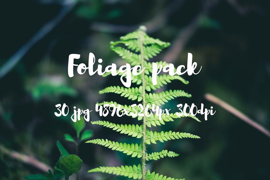 高清蕨类植物照片素材 Foliage Photo Pack插图(9)