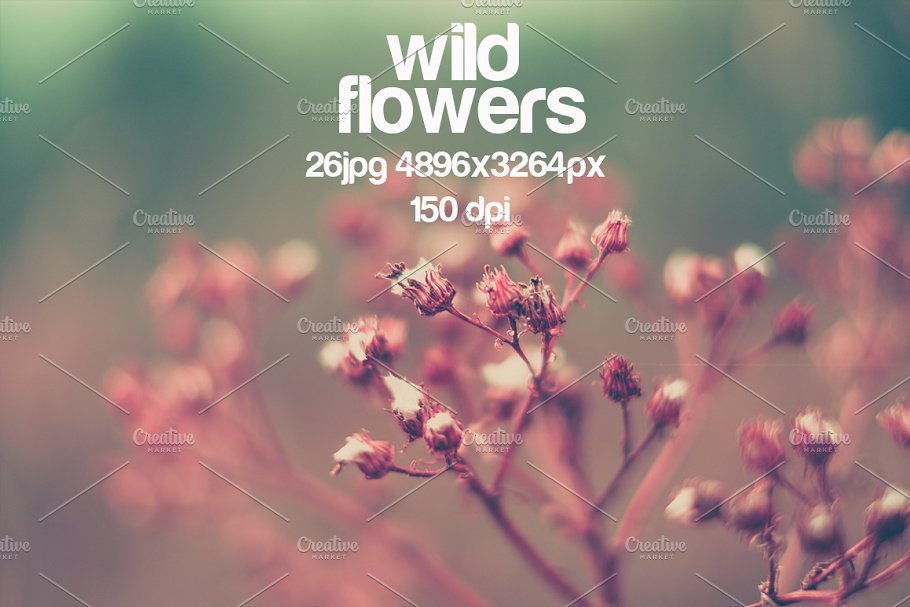 乡间野花高清照片素材 wild flowers photo pack插图(4)