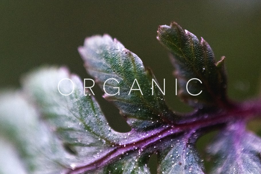 20张高清分辨率花卉植物特写镜头照片 Organic插图15