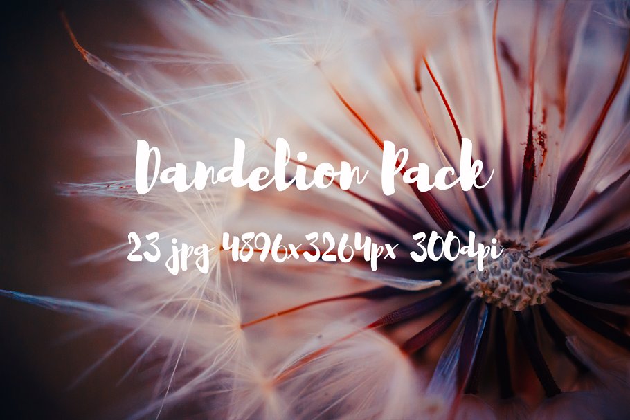 蒲公英特写镜头高清照片素材 Dandelion Pack photo pack插图13
