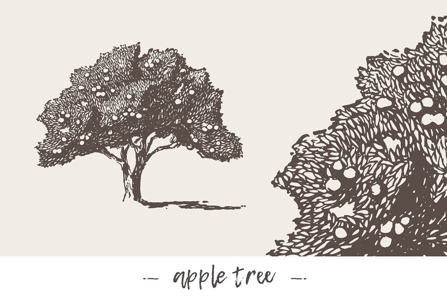 各种树木手绘矢量图形合集 Big collection of high detail trees插图1