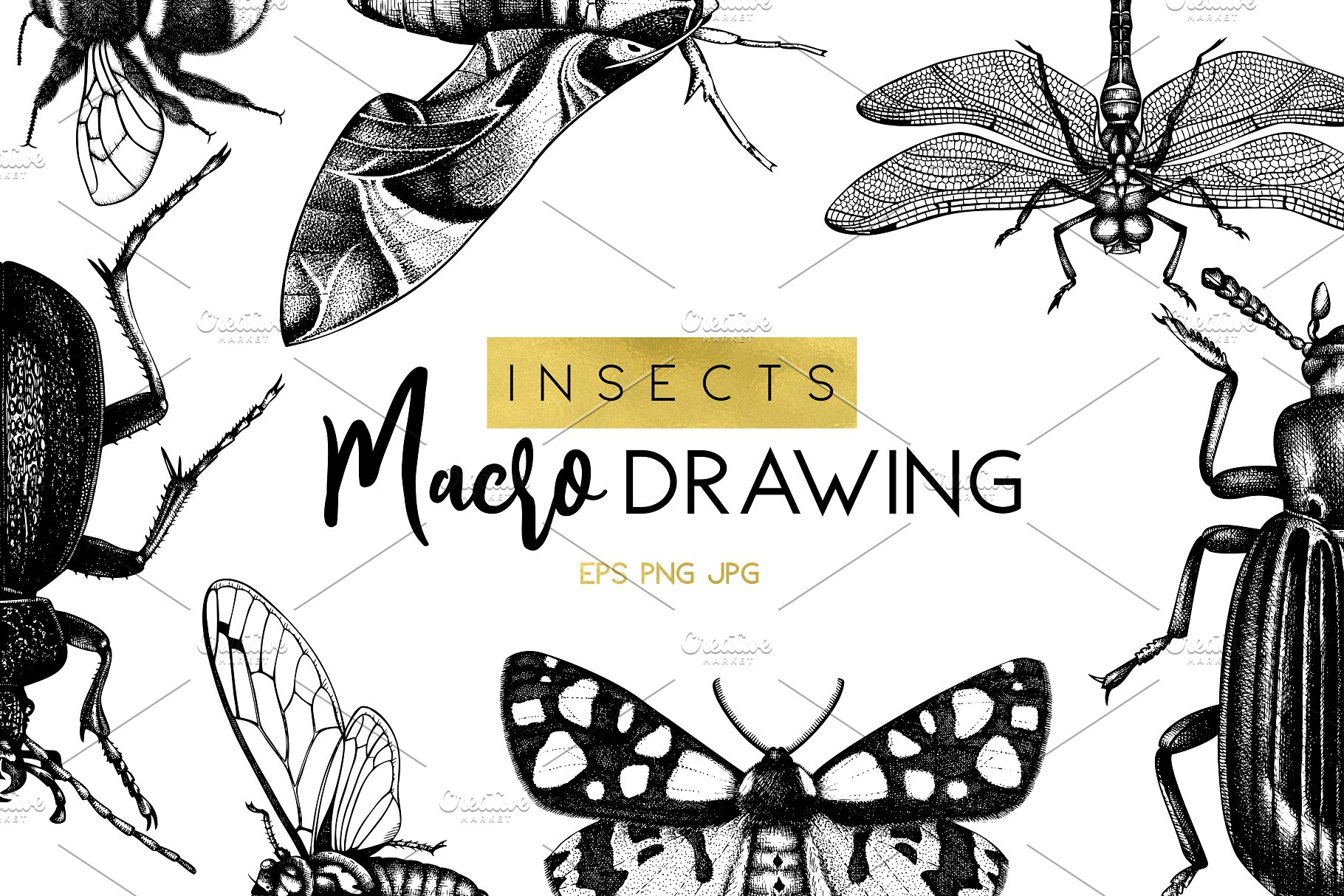 昆虫矢量插图集 Vector Insects Illustrations Set插图