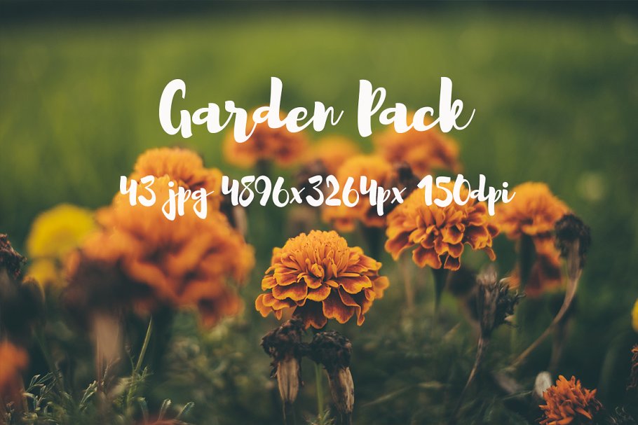 花园植物花卉高清照片合集 Garden photo Pack插图(9)