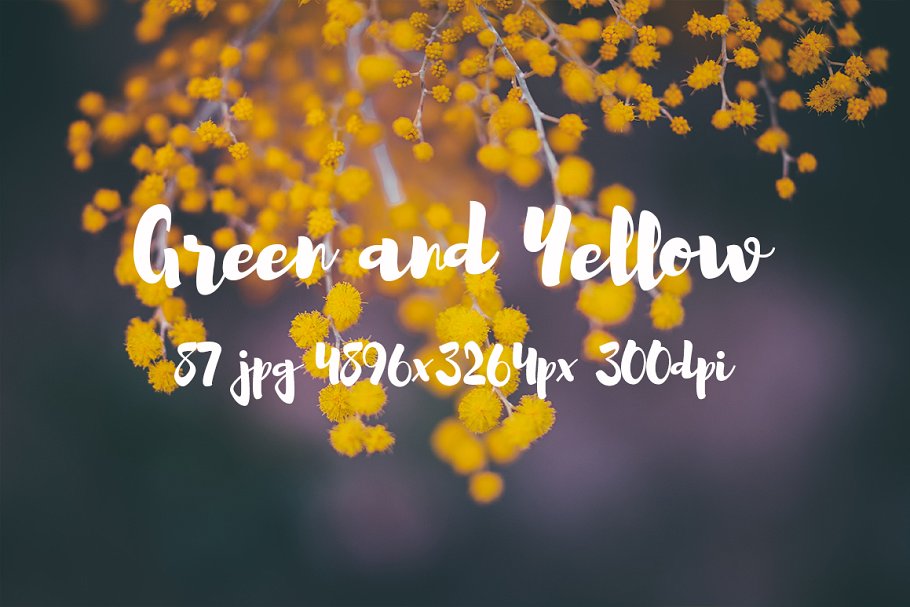绿色和黄色植物花卉摄影照片集 Green and yellow photo pack插图(14)