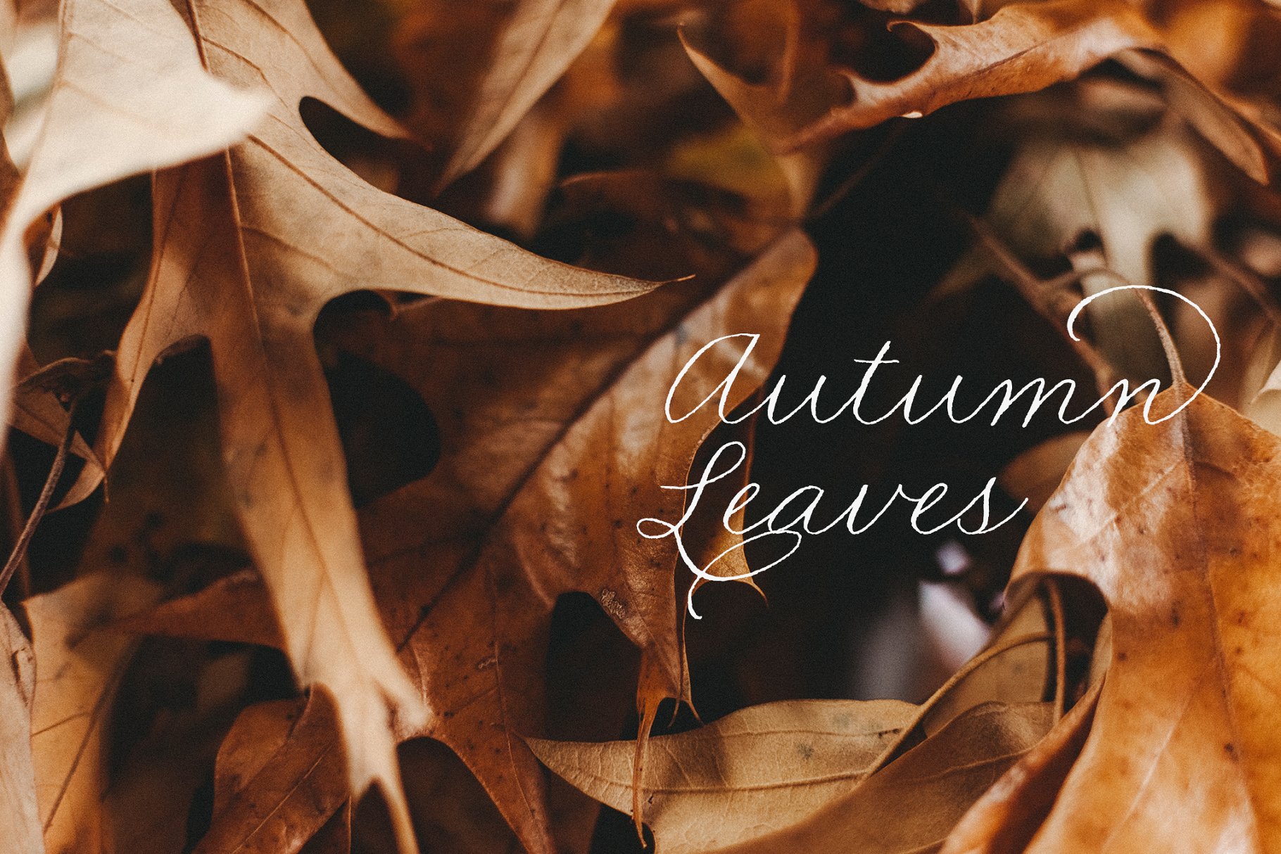 一组秋天落叶背景集  Autumn Leaves Collection插图(3)