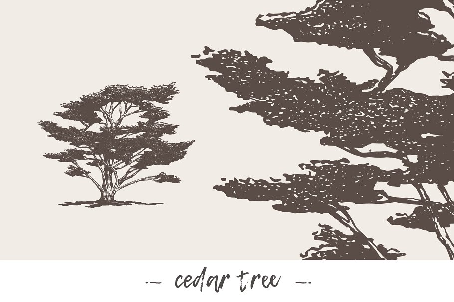 各种树木手绘矢量图形合集 Big collection of high detail trees插图5