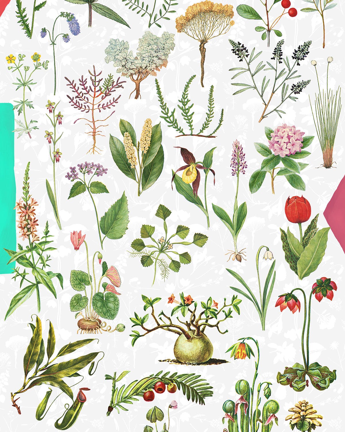 45款植物水彩手绘插画PNG素材 Dryad – Botanical Illustrations插图(2)