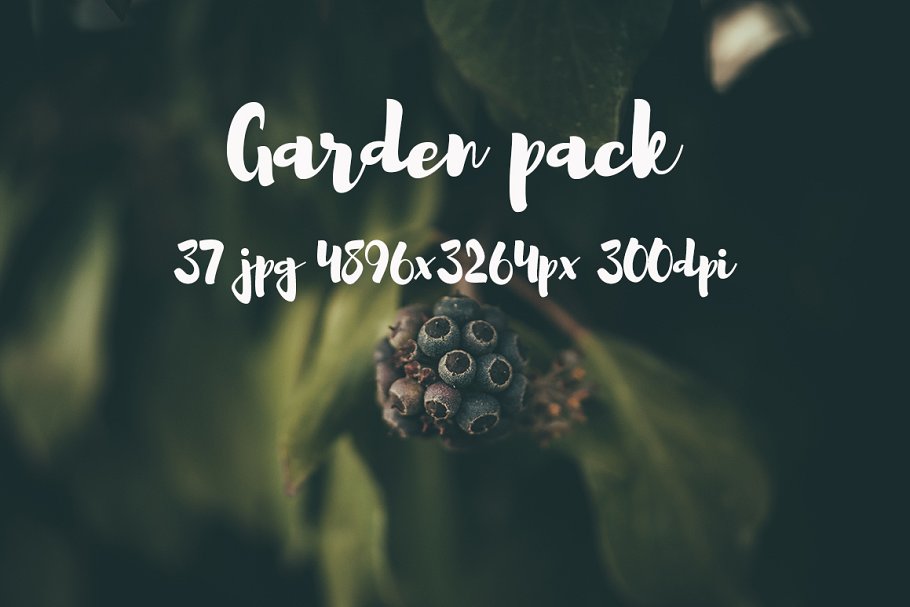 花园花卉植物高清照片素材 Garden photo Pack III插图2