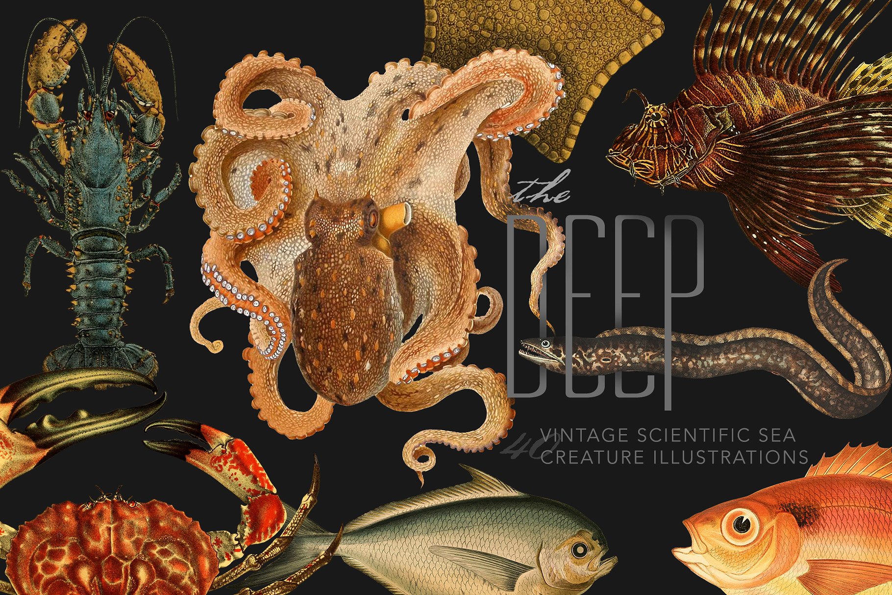 40年代复古深海类海洋生物科学插图 The Deep Sea Creature Illustrations插图