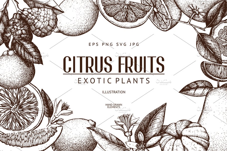 柑桔和植物矢量插画 Vector Citrus Fruits & Plants Set插图