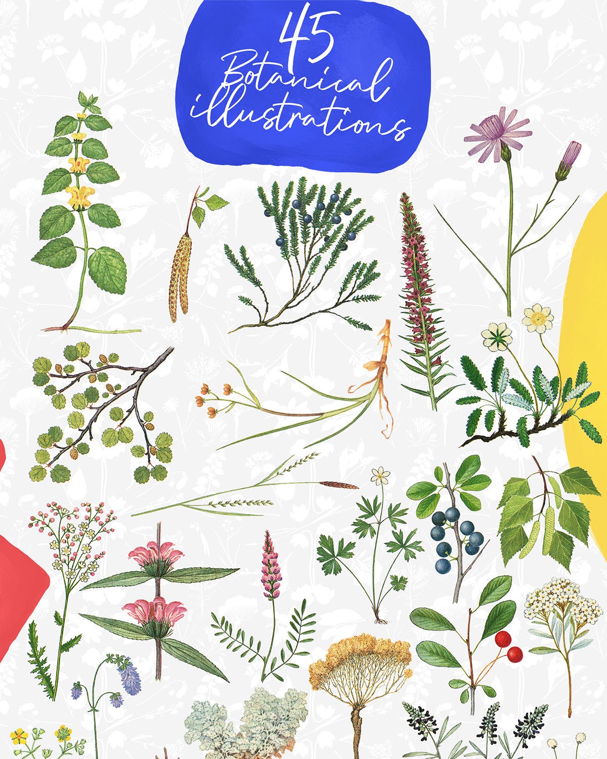 45款植物水彩手绘插画PNG素材 Dryad – Botanical Illustrations插图(1)
