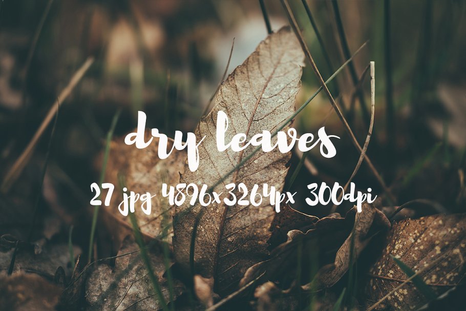 枯叶落叶高清照片素材 Dry leaves photo pack插图(1)