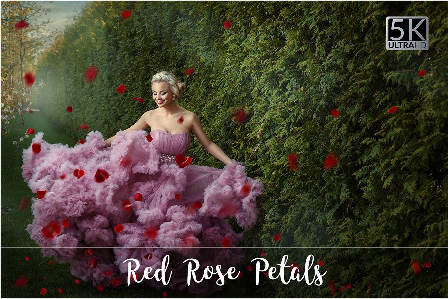5K高清分辨率红色玫瑰花瓣叠层背景 5K Red Rose Petals Overlays插图
