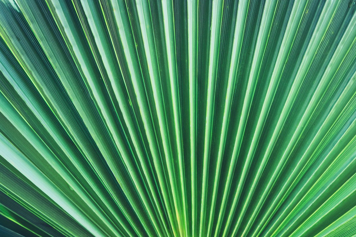 热带植物棕榈叶纹理背景插图7