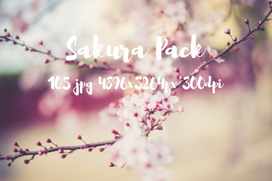 樱花特写高清照片合集 Sakura photo Pack插图13