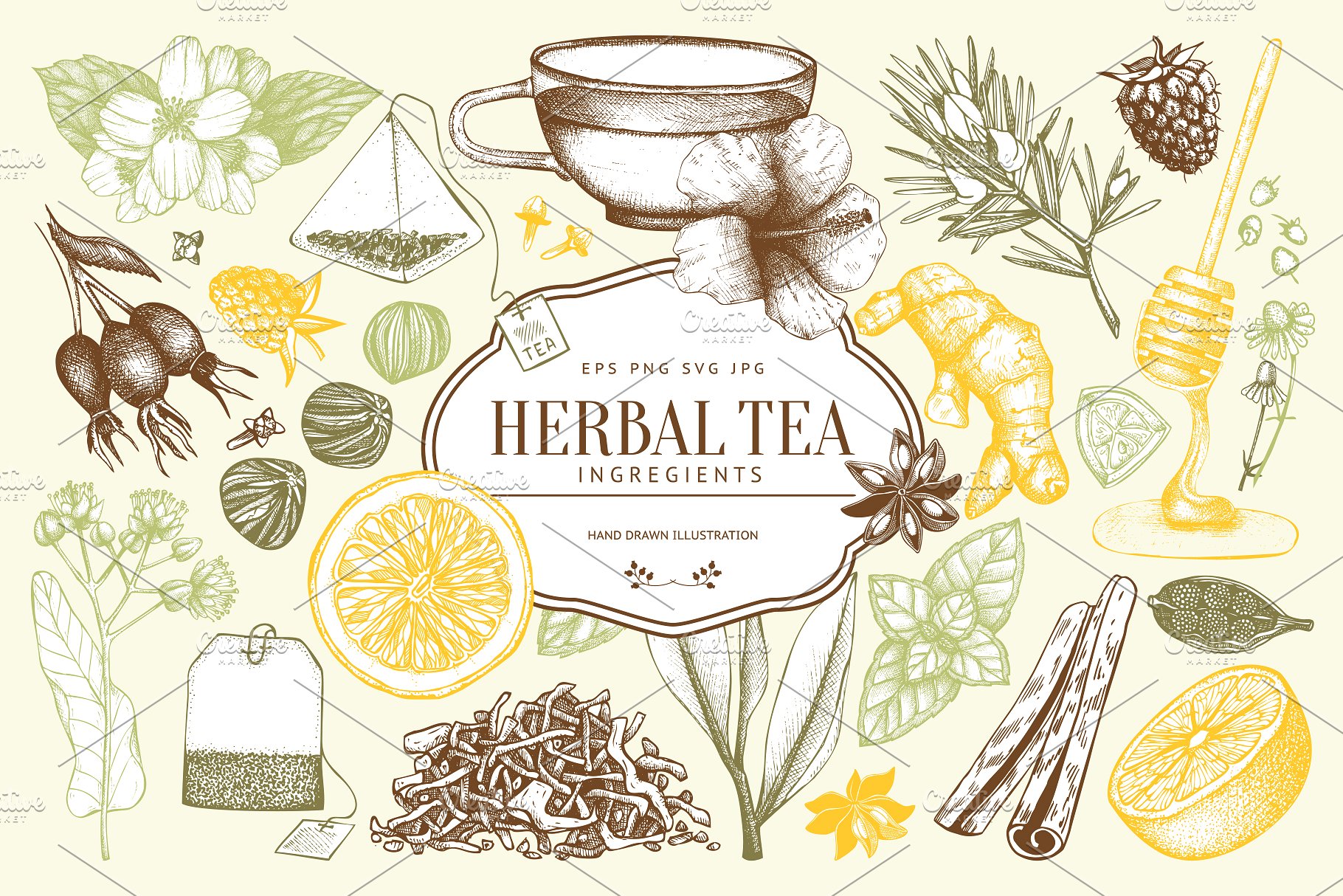 老式凉茶草药成分矢量插图合集 Vector Herbal Tea Ingredients Set插图