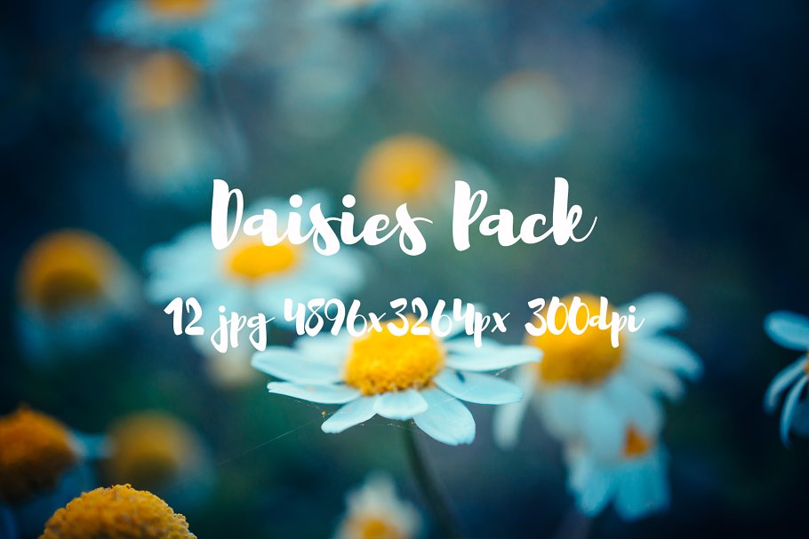 野花花卉特写镜头高清照片素材 Daisies Pack photo pack插图(8)