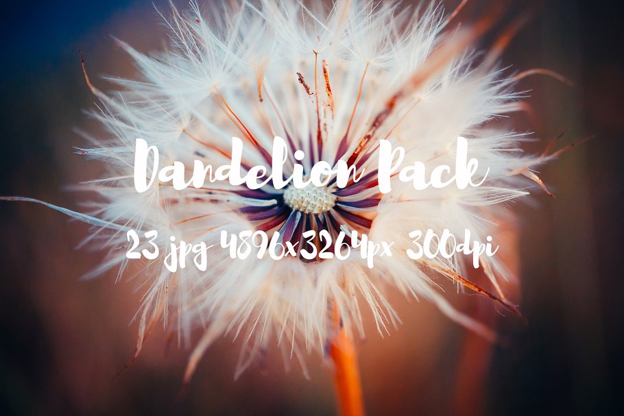 蒲公英特写镜头高清照片素材 Dandelion Pack photo pack插图(3)
