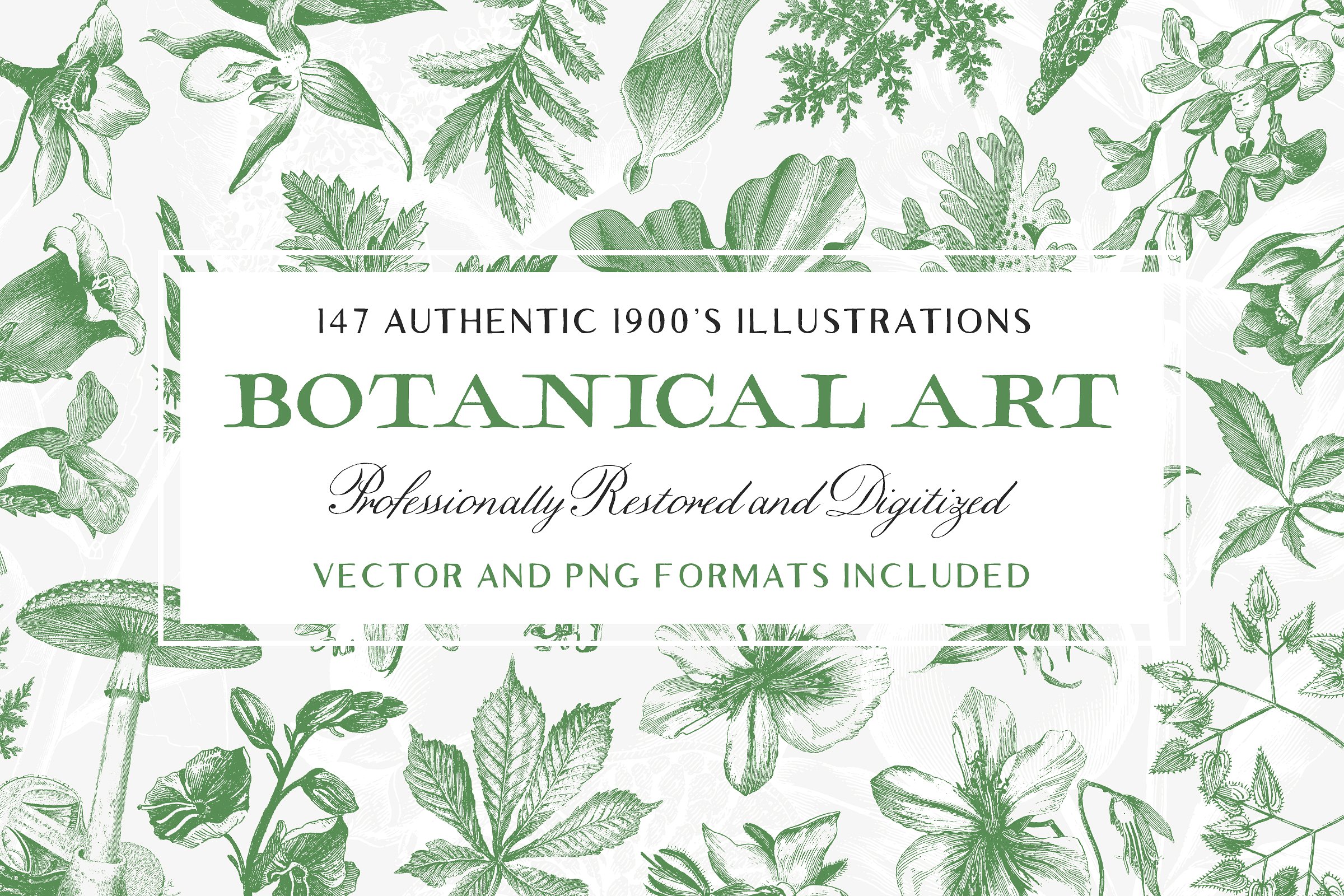 147种古董书籍植物插画素材合集 147 Botanical Illustrations Pack插图
