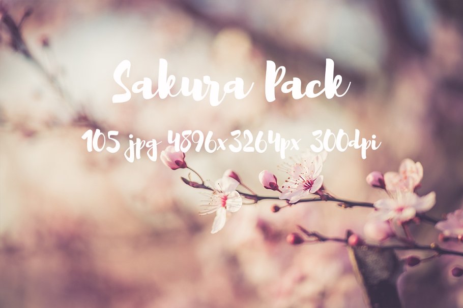樱花特写高清照片合集 Sakura photo Pack插图16