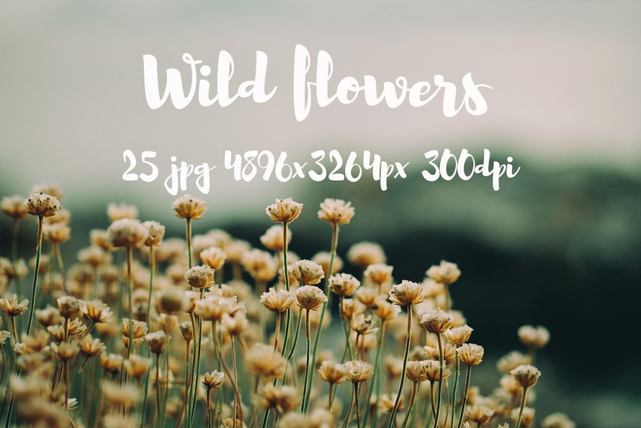 野外花卉特写镜头高清照片 II Wild Flowers II photo pack插图