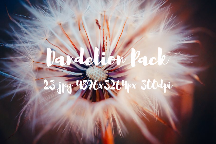 蒲公英特写镜头高清照片素材 Dandelion Pack photo pack插图7