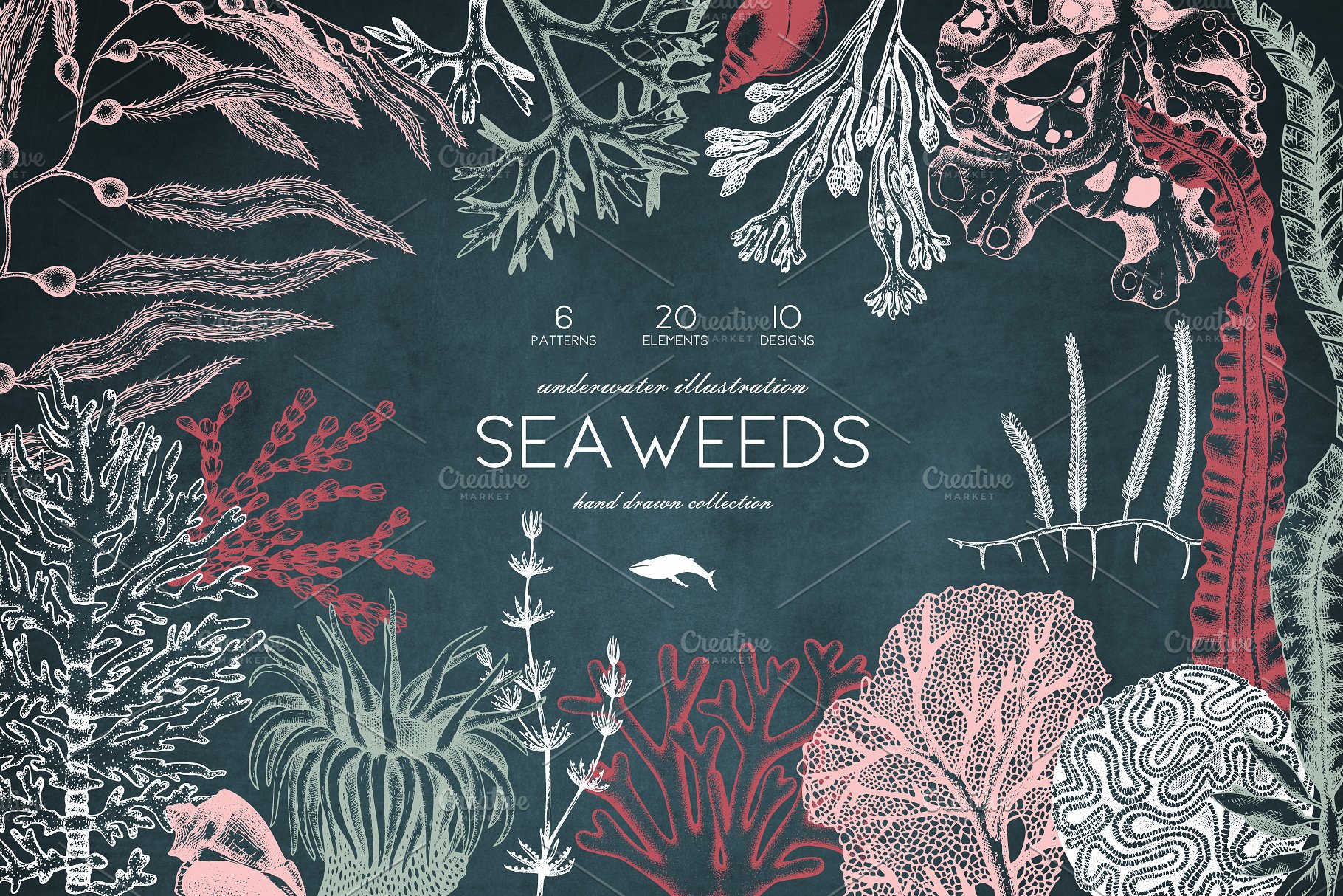 海藻珊瑚矢量插画合集 Vector Seaweeds & Corals Set插图