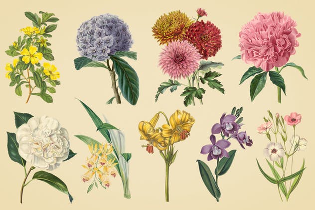 复古花卉矢量插画素材 Vintage Illustrations of Flowers插图2