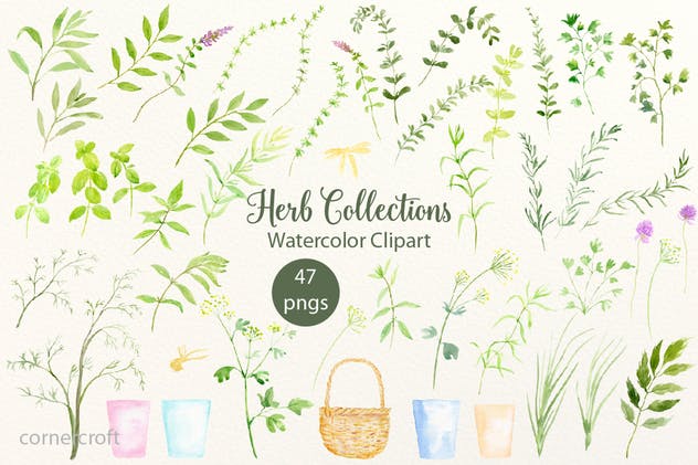 绿色草本植物水彩剪贴画插画合集 Watercolor Herb Collection插图1