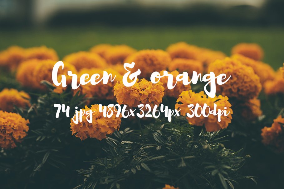 橙黄色花卉高清照片素材 Green and orange photo bundle插图15