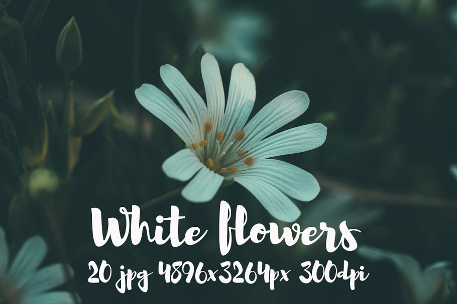 白色花卉高清照片素材合集 White flowers photo pack插图2