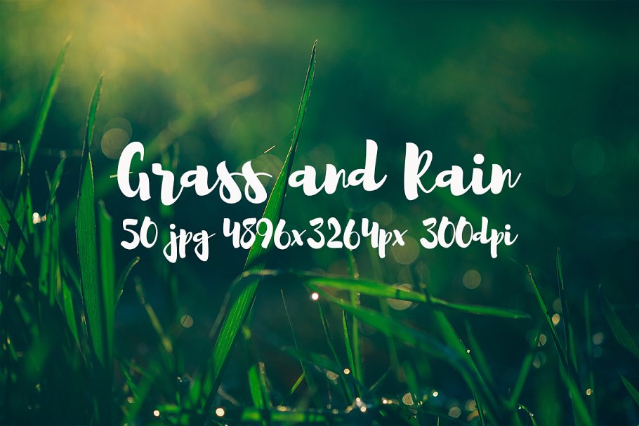 草与雨主题高清照片素材 Grass and rain photo pack插图(12)