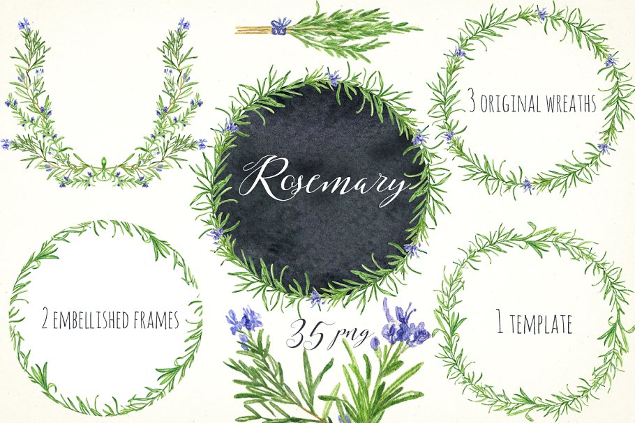 浪漫水彩手绘迷迭香剪贴画合集 Rosemary. Watercolor clip art.插图