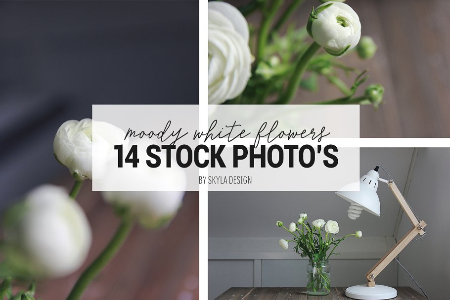 忧郁白花高清照片素材 Moody white flower, Stock photos插图