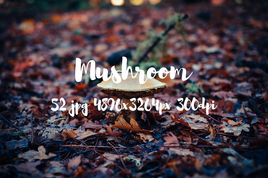 丛林野蘑菇高清照片素材II Mushrooms photo pack II插图9