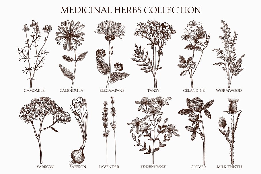 矢量草本植物素材集 Vector Medicinal Herbs Collection插图(1)